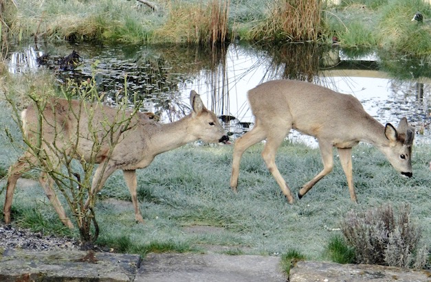 roe deer